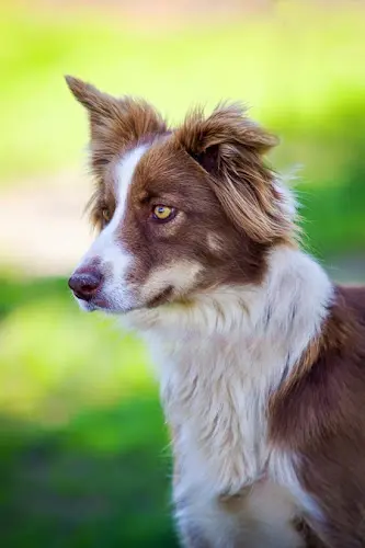 Rescue & Shelter Northern California Border Collie Rescue & Adoptions Redding