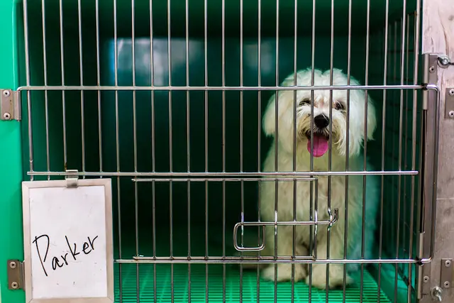 Dog day care center Paws Palace Santa Clara