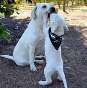 Dog breeder Ramsey Kennel Modesto