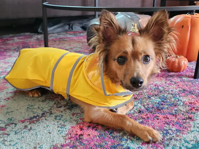 Pet boarding service K9VacayLA Los Angeles