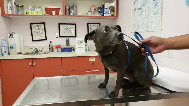 Pet vet Ala-Palm Animal Hospital San Bernardino