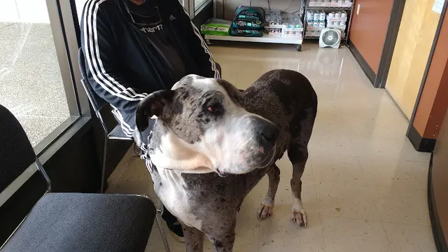 Pet vet Companion Pet Clinic Gresham
