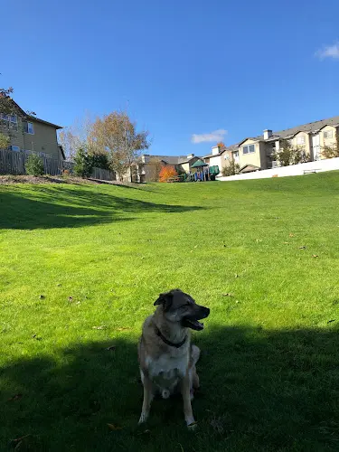 Dog Park Northwest Park Hillsboro