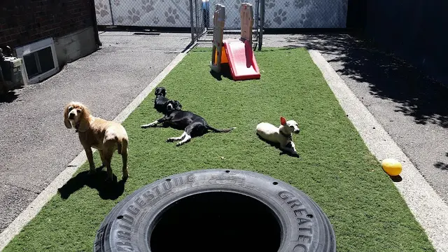 Dog day care center Bark Central llc Tacoma