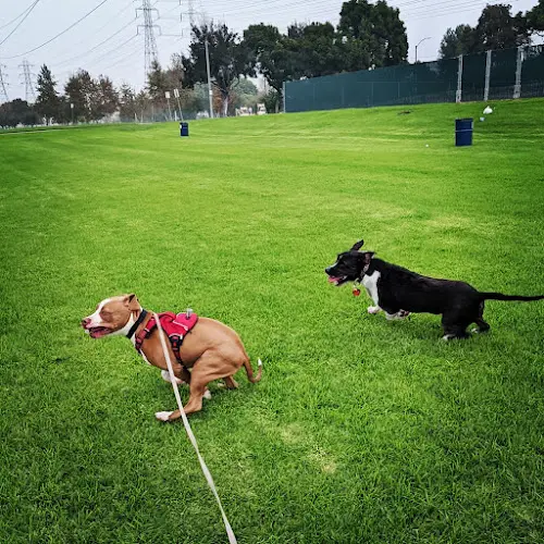Dog trainer Goodsittdogs Los Angeles