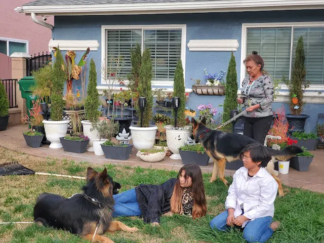 Dog day care center Surfside Animal Hospital Oceanside