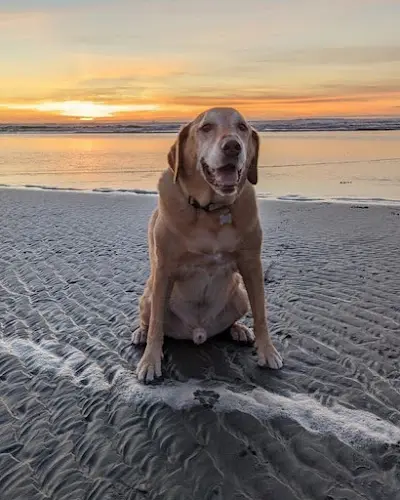Pet vet Advanced Veterinary Specialists Santa Barbara