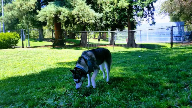 Dog Park Rengstorff Park- Fenced Dog Park Sunnyvale