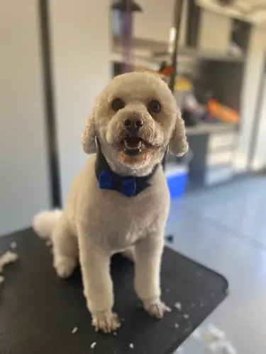 Dog Grooming Casa do Pet Bay Area Fairfield