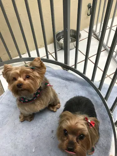 Dog Grooming K9 Country Club Grooming Indio
