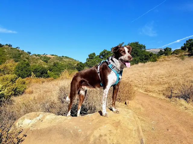 Dog Park Stevens Park Santa Barbara