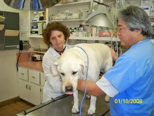 Pet boarding service VCA Clarmar Animal Hospital Torrance