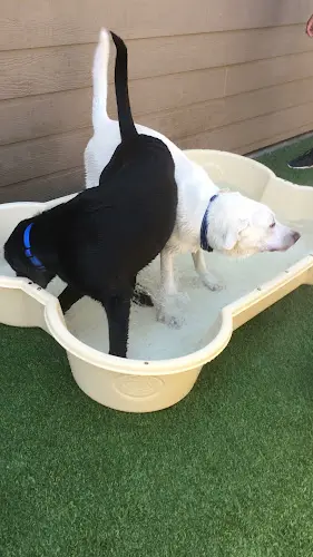 Pet boarding service Dogtopia Sacramento