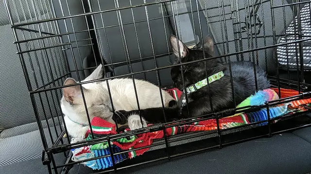 Pet vet Simi Valley Non-Profit Spay and Neuter Clinic Simi Valley