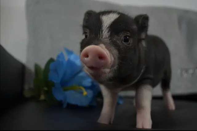 Rescue & Shelter Oinks SoCal Piggery Simi Valley