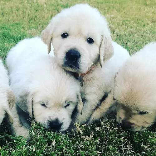 Dog breeder Antaya’s Goldens Murrieta