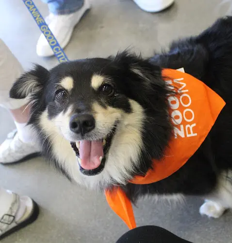 Dog breeder Zoom Room Dog Training Carson