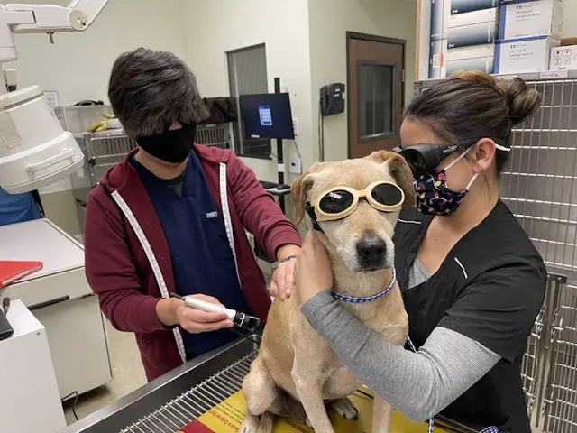 Pet vet Parkview Pet Hospital - Long Beach Carson
