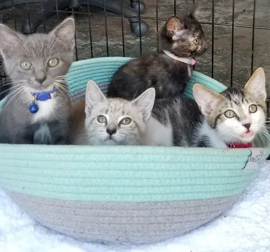 Rescue & Shelter GOTCATS? SAN DIEGO Carlsbad