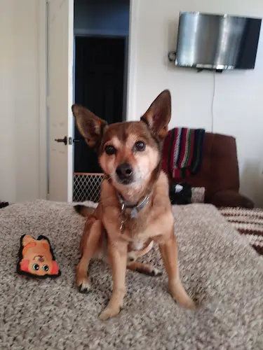 Dog breeder Pet Joy Ontario