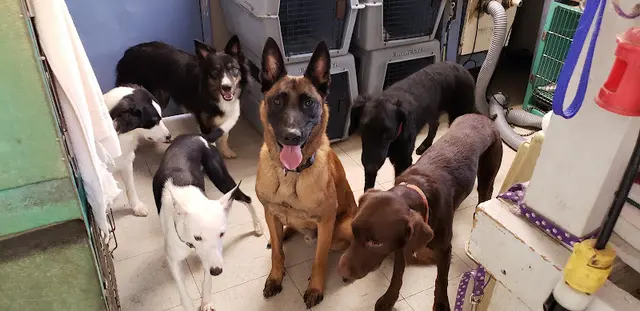 Dog day care center Tender Loving Care Pet Salon El Cajon