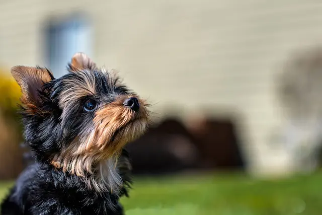 Dog Grooming Purrfect Paw Pet Grooming Gresham