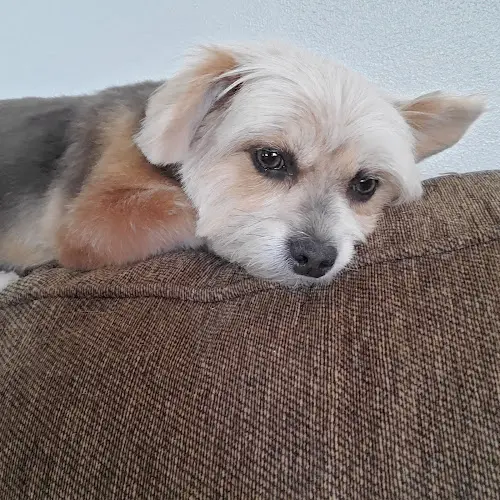 Dog Grooming Head To Tail Pet Grooming Hesperia