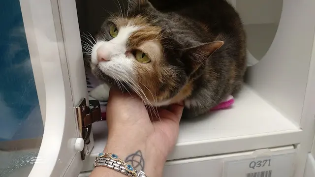 Pet vet Regional Animal Services of King County Kent
