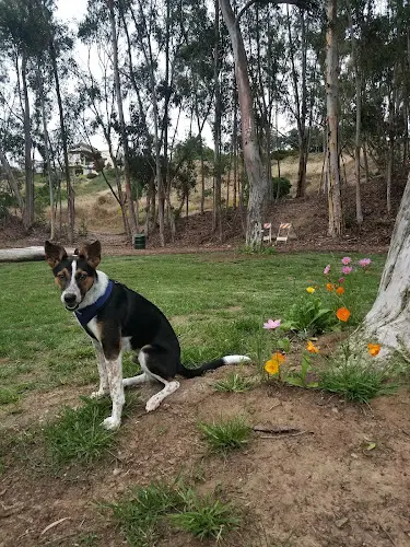 Dog Park Western Hills Park San Diego
