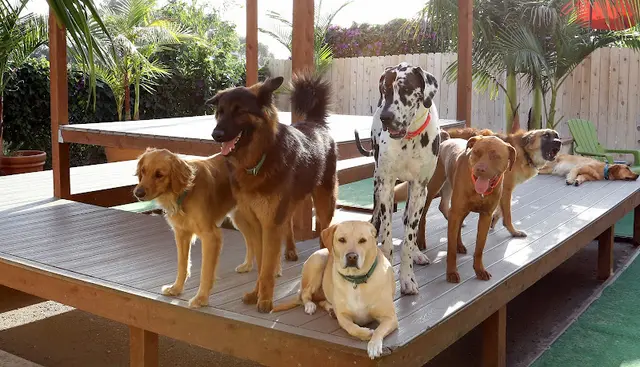 Dog breeder Dr. Boyd's Pet Resort (San Diego), A Thrive Pet Healthcare Partner San Diego