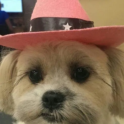 Pet boarding service University Place Best Pet Grooming Inc Tacoma