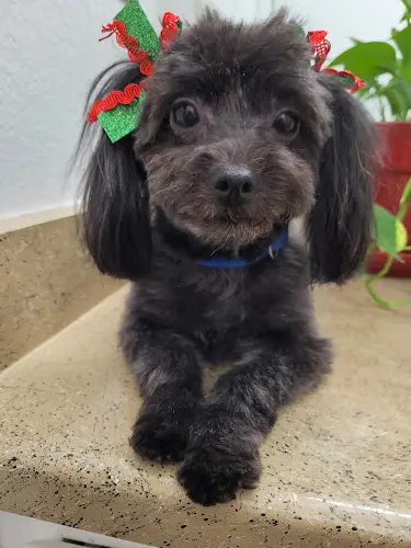 Dog Grooming The BARK lounge Grooming Salon & Spa Clovis