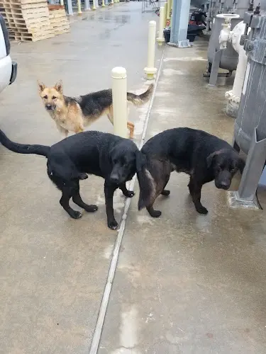 Dog day care center Gage Canal Co San Bernardino