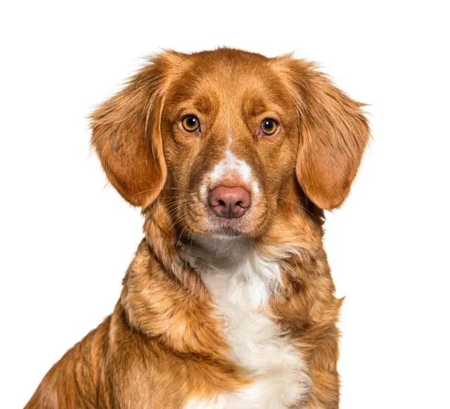 Dog Grooming Kosita's Pet Grooming San Francisco