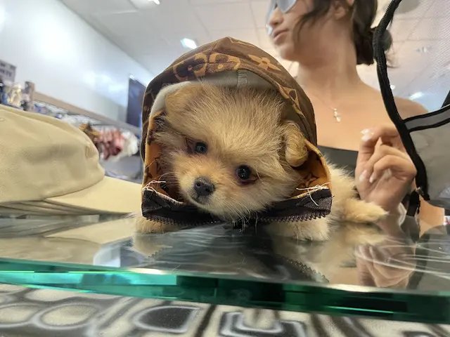 Pet boarding service Pawfect vybz El Cajon