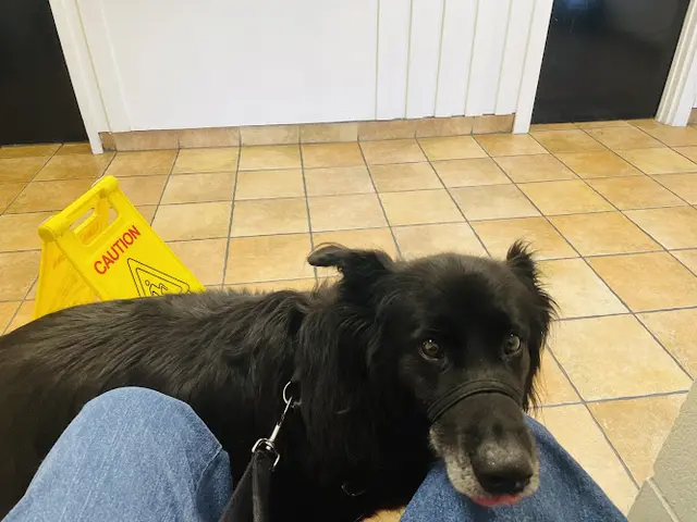 Pet vet Woodminster Veterinary Hospital Richmond