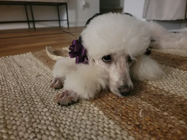 Dog Grooming Zoom 2 Groom Pasadena