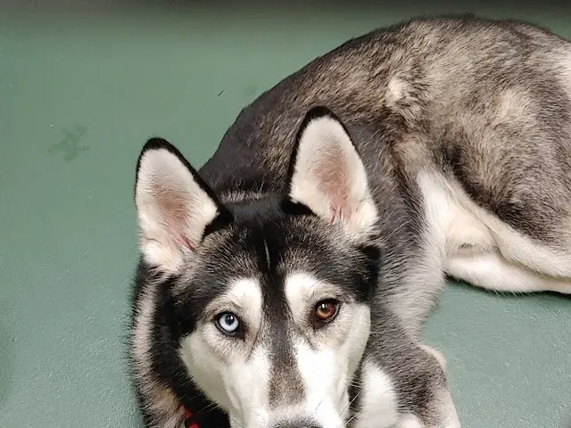 Dog breeder PAWS Wildlife Center (Progressive Animal Welfare Society) Federal Way