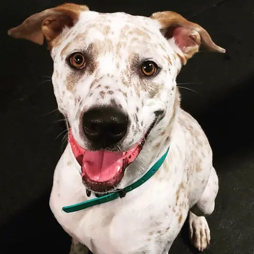 Pet vet Positive Approach Dog Training & Daycare Tacoma