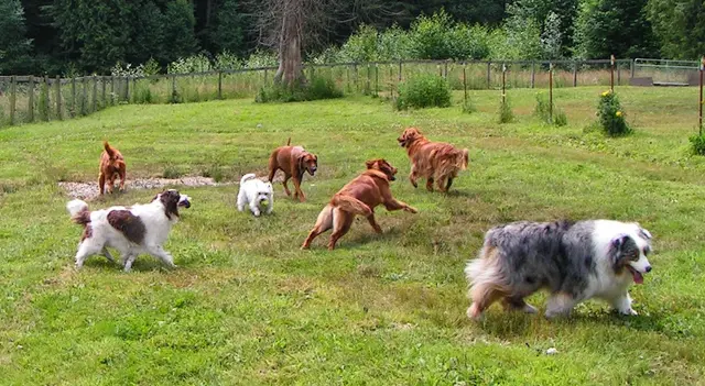 Pet boarding service Dog Works Ranch LLC Bellevue