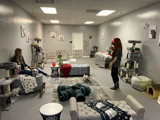 Rescue & Shelter All Animal Rescue & Friends Pop Up Playroom San Jose