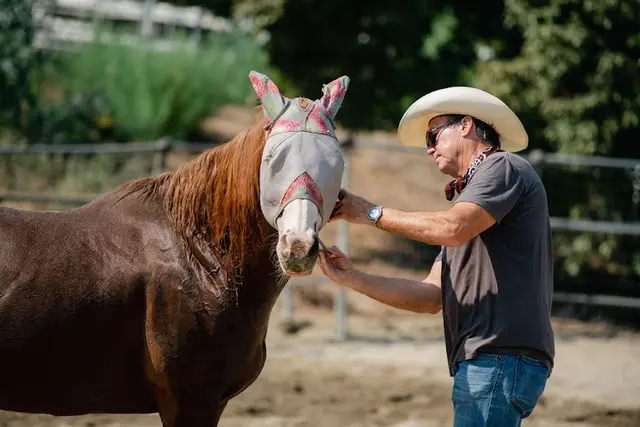Rescue & Shelter laughing pony rescue Carlsbad