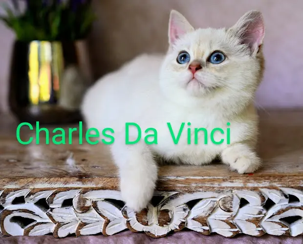 Pet boarding service DAVINCICATTERY Everett
