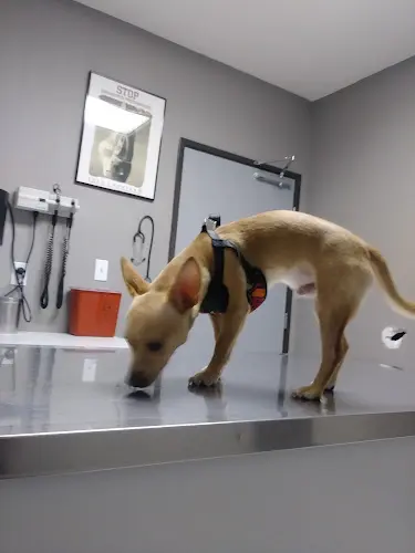Pet vet Ambassador Dog & Cat Hospital Los Angeles