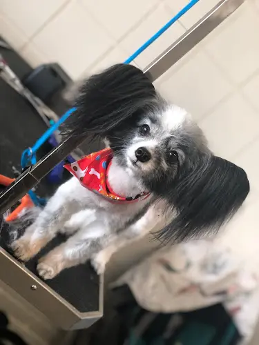 Dog Grooming VIP Dog Grooming Orange