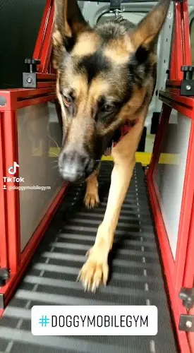 Dog trainer Doggymobilegym Indio