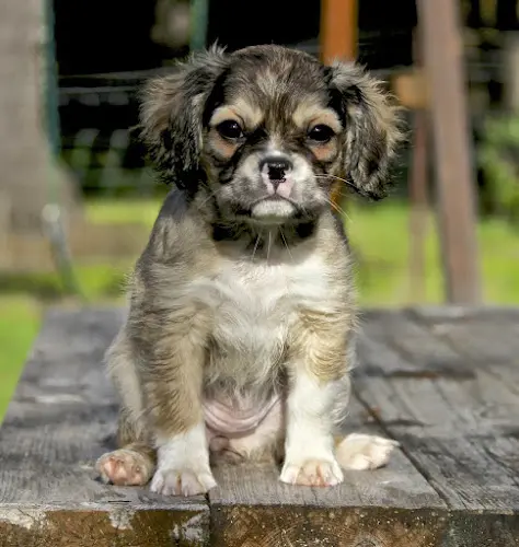 Dog breeder Royal Frenchel Yakima