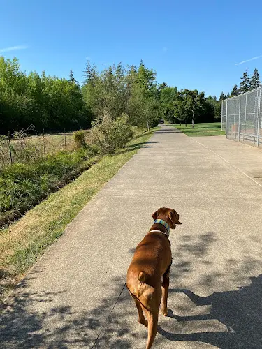 Dog Park Jurgens Dog Park Portland