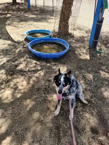 Dog trainer Action K9 Sports Escondido