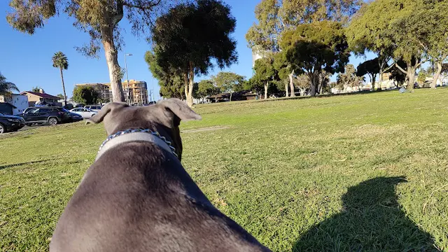 Dog Park North Park Community Park San Diego